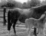 broodmare Cusop Anita (British Riding Pony, 1972, from Cusop Dignity)