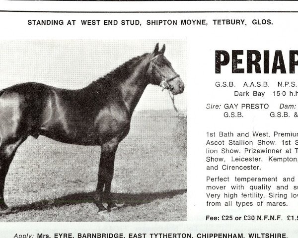 horse Periapt AA (Anglo-Arabs, 1965, from Gay Presto xx)