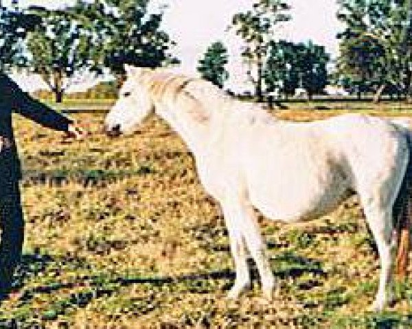 broodmare Keston Minetta (British Riding Pony, 1974, from Wingrove Minkino)