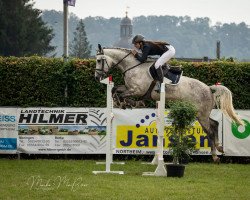 jumper Carlos 816 (Hanoverian, 2014, from Comte)