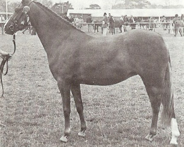 horse Glansevin Gavotte (Welsh-Pony (Section B), 1975, from Downland Mandarin)