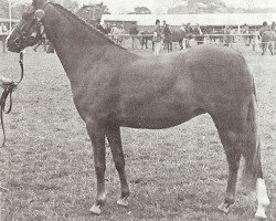 Pferd Glansevin Gavotte (Welsh Pony (Sek.B), 1975, von Downland Mandarin)