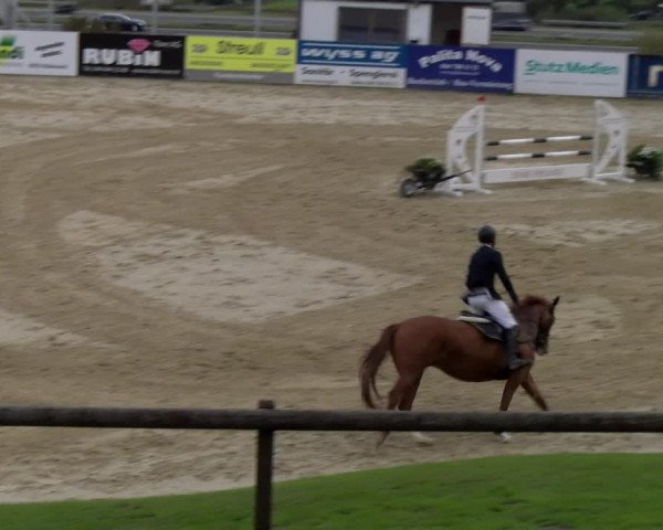 Reitturnier Wädenswil 2023