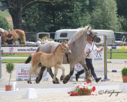 Pferd Ajax ABA (Rheinisch-Deutsches Kaltblut, 2021, von Augustus)