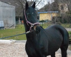 broodmare Florine (Westphalian, 2009, from Florencio I)