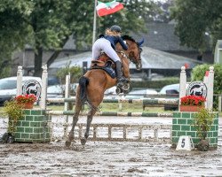 Springpferd Collist (Tschechisches Warmblut, 2010, von Conway-T)