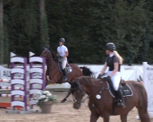 Reitturnier Ranshofen - Braunau am Inn 2023