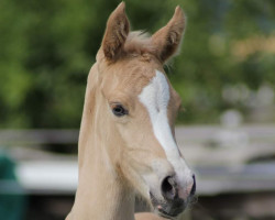 dressage horse Steverheides Dolce far niente (German Riding Pony, 2023, from HET Golden Dream)