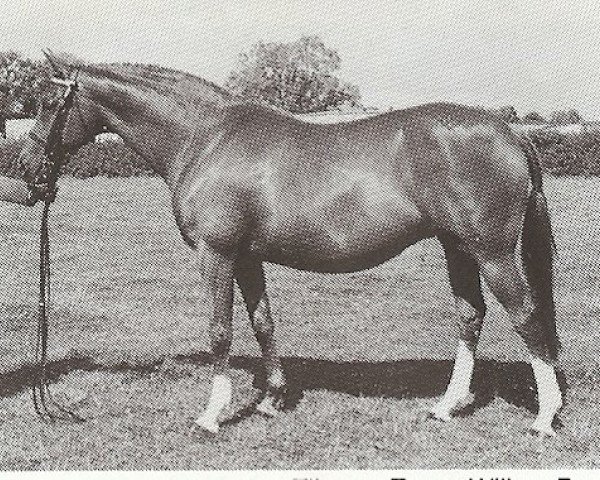 Pferd Starlyte Christina (British Riding Pony,  , von Jibba Jabba)