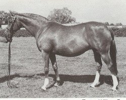 horse Starlyte Christina (British Riding Pony,  , from Jibba Jabba)