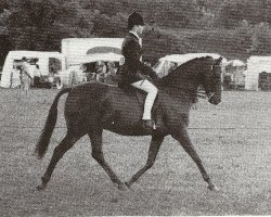 Pferd Huttons Ambo Checkerberry (British Riding Pony,  , von Rudi xx)