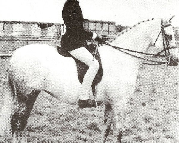 Zuchtstute Wharf Domino (British Riding Pony, 1976, von Twylands Troubadour)