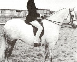 Zuchtstute Wharf Domino (British Riding Pony, 1976, von Twylands Troubadour)