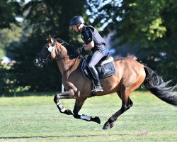 stallion Go For Golden Gustav (German Riding Pony, 2019, from Golden Grey NRW)