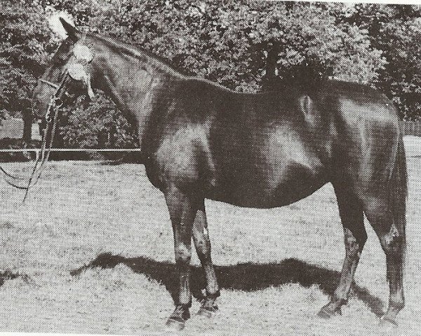 Zuchtstute Henbury Rebecca (British Riding Pony, 1963, von Henbury Sylvester)