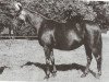 Zuchtstute Henbury Rebecca (British Riding Pony, 1963, von Henbury Sylvester)