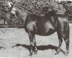 broodmare Henbury Rebecca (British Riding Pony, 1963, from Henbury Sylvester)