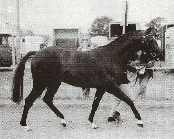 stallion Thornhill Sullivan (British Riding Pony, 1976, from Tanner Whirlwind)