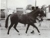 stallion Thornhill Sullivan (British Riding Pony, 1976, from Tanner Whirlwind)