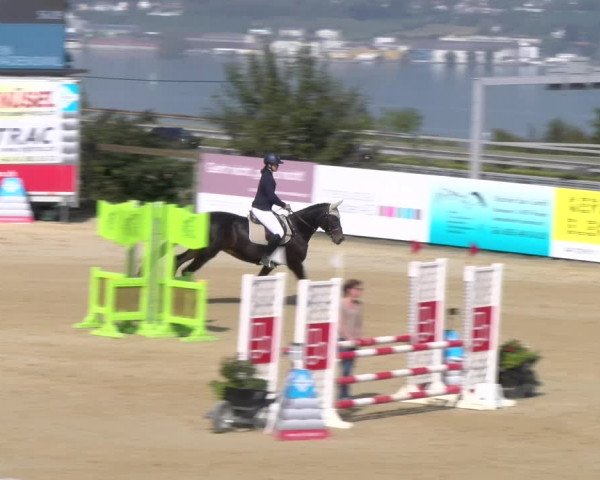 Reitturnier Wädenswil 2023