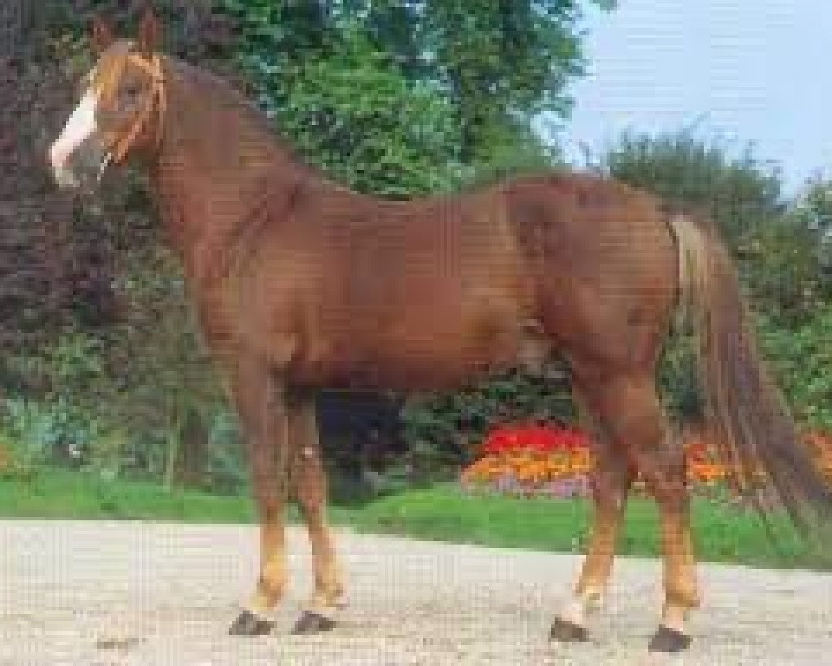 stallion Tonnerre d'Angrie (French Pony, 1985, from Forban de Ravary)