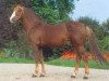 Deckhengst Tonnerre d'Angrie (Französisches Pony, 1985, von Forban de Ravary)