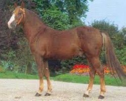 Deckhengst Tonnerre d'Angrie (Französisches Pony, 1985, von Forban de Ravary)