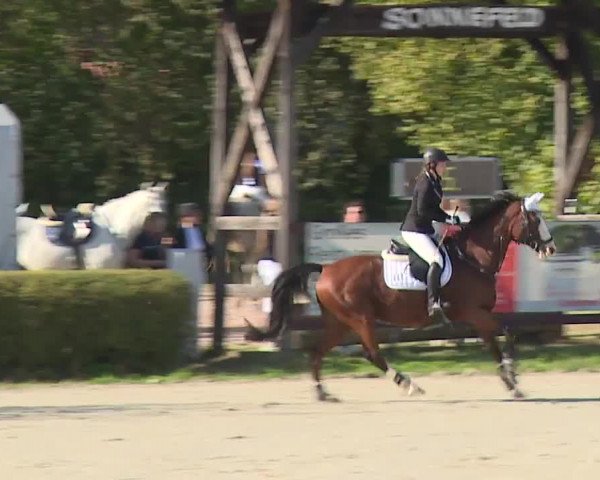 Reitturnier Frankenhof-Sonnefeld/Ofr. 2023