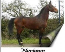 stallion Florimon (Selle Français, 1993, from Jalisco B)