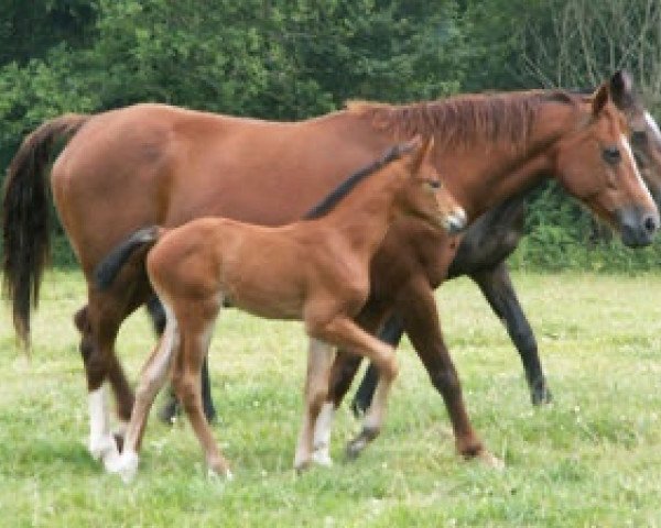 broodmare Chryseis (Selle Français, 1990, from Starter)