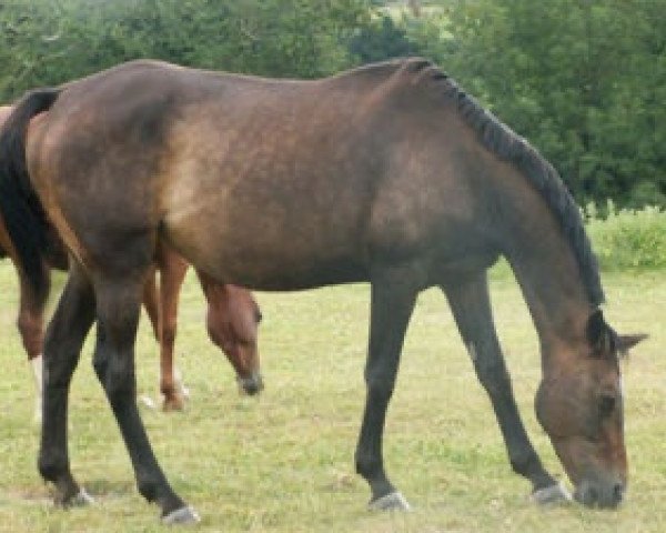 broodmare Ecume de Mer III (Selle Français, 1992, from Jalisco B)