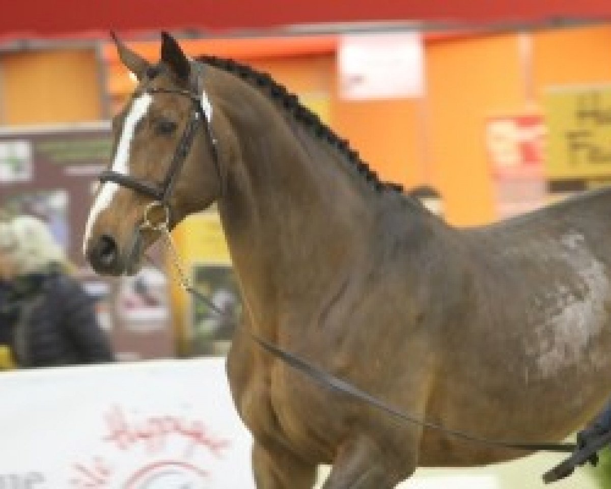 jumper Balissimo (Oldenburg show jumper, 2002, from Baloubet du Rouet)
