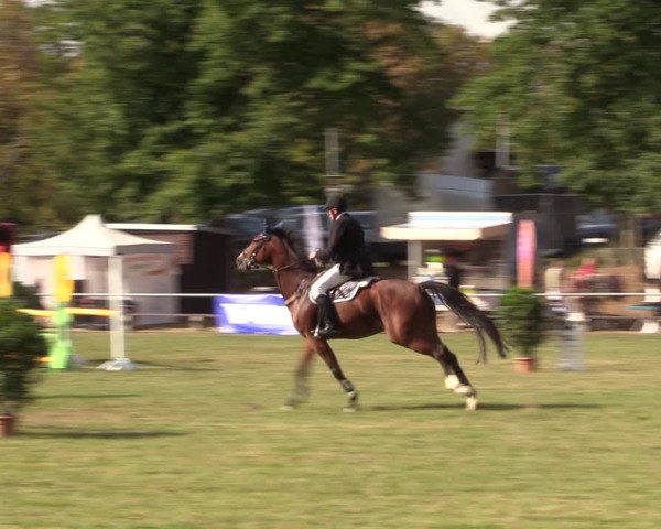 Reitturnier Röhrsdorf/ Chemnitz 2023