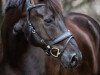 dressage horse Dachstein Mj (Hanoverian, 2016, from Danone 4)