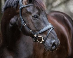 dressage horse Dachstein Mj (Hanoverian, 2016, from Danone 4)