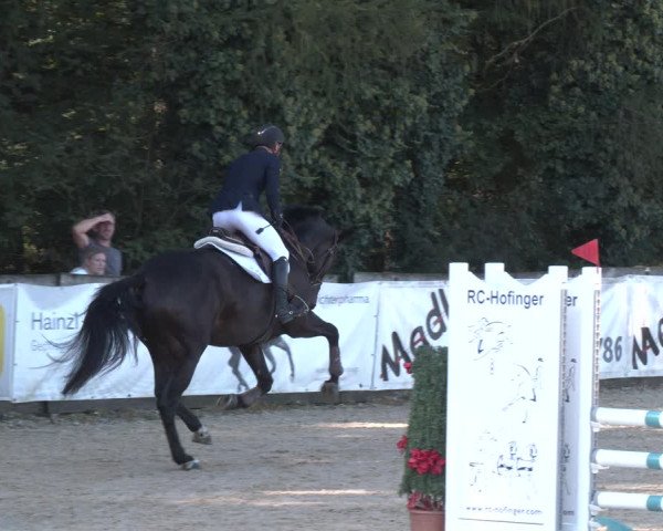 Reitturnier Ranshofen - Braunau am Inn 2023
