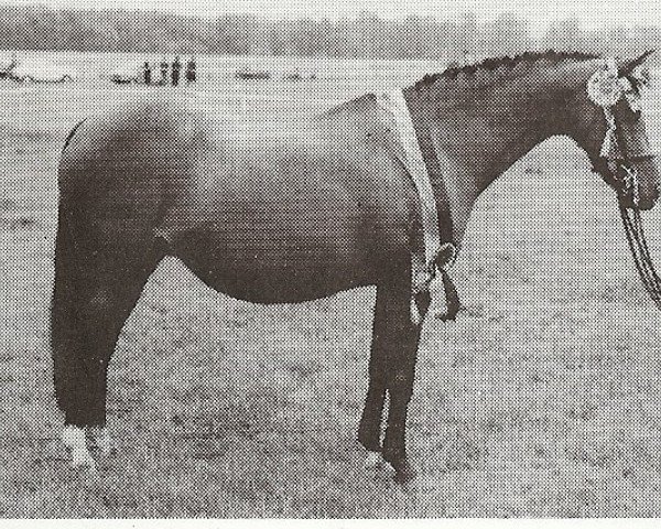 broodmare Ainsty Springtime (British Riding Pony, 1969, from Tanner Whirlwind)