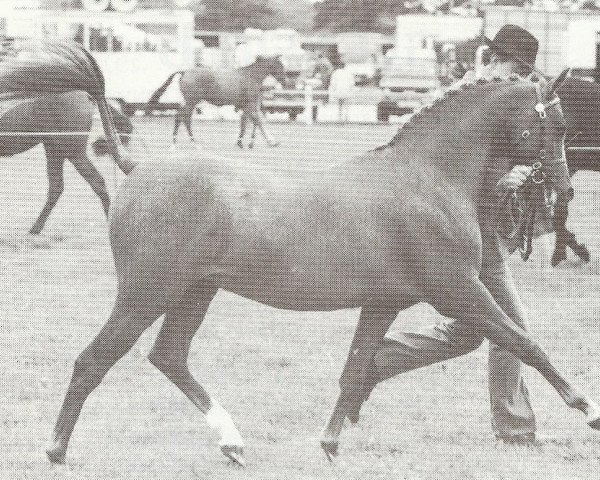 horse Ainsty Fairwind (Welsh Partbred, 1985, from Whalton Drummer Boy)