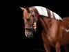 dressage horse Temple of Flame (Connemara Pony, 2015)