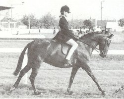 horse Rotherwood Tosca (British Riding Pony, 1980, from Rotherwood Acrobat)