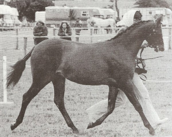 Pferd Rotherwood Serenade (British Riding Pony, 1985, von Westacre Concerto)