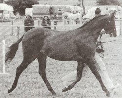 horse Rotherwood Serenade (British Riding Pony, 1985, from Westacre Concerto)