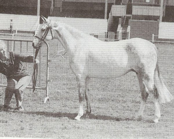 Zuchtstute Greenacres Laughter (Welsh Pony (Sek.B),  , von Cusop Petit)