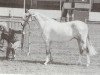 Zuchtstute Greenacres Laughter (Welsh Pony (Sek.B),  , von Cusop Petit)