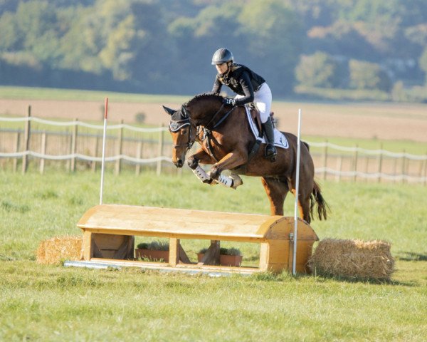 broodmare Karajana V (Oldenburg show jumper, 2018, from Karajan)