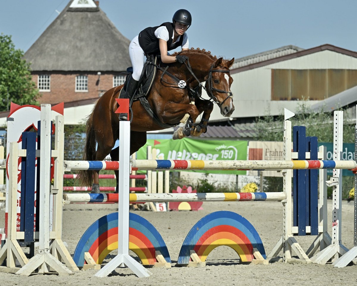 jumper Vasco Valentino Vom Wiehen (Hanoverian, 2013, from Viscount 22)