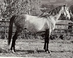 Deckhengst Cilwych Green Sward (British Riding Pony,  , von Bwlch Valentino)