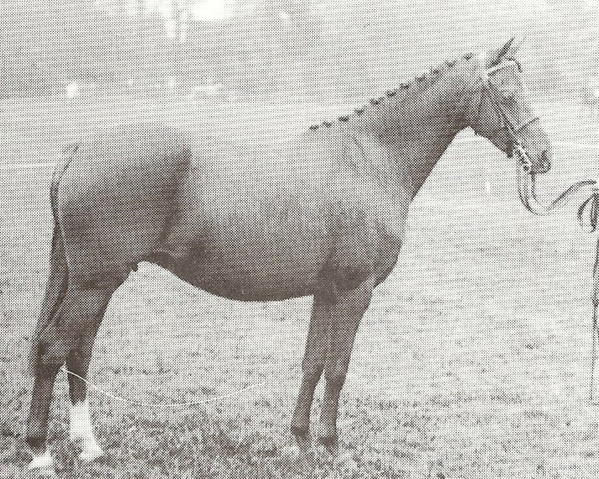 broodmare Keston Julietta (British Riding Pony, 1977, from Keston Royal Occasion)