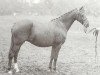 broodmare Keston Julietta (British Riding Pony, 1977, from Keston Royal Occasion)