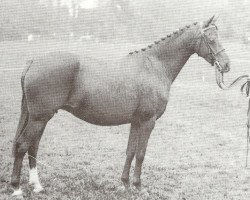 Zuchtstute Keston Julietta (British Riding Pony, 1977, von Keston Royal Occasion)